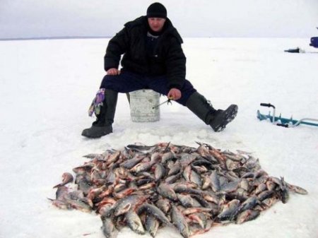 Лучшие наживки для зимней рыбалки