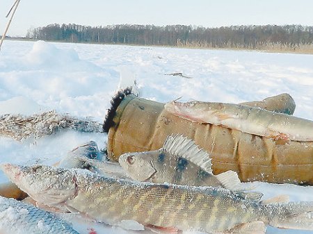 Нужда на мороз